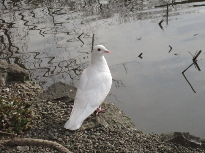 弁財天の写真が…