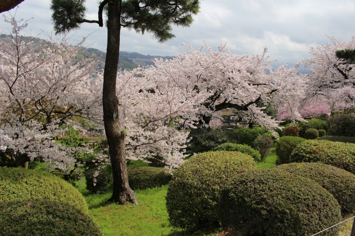 兼六園の桜