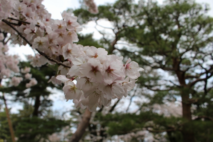 ありがちな桜の写真