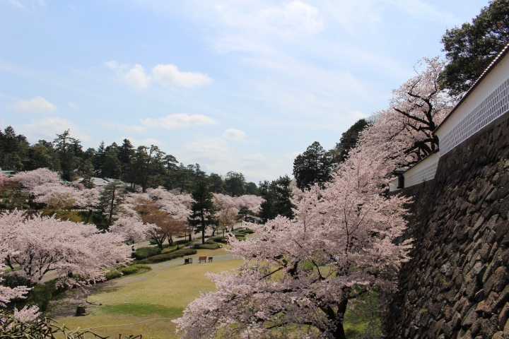 金沢城公園の桜