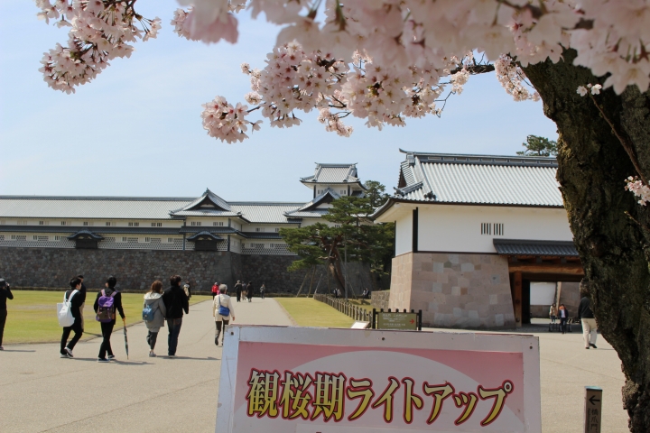 夜は桜のライトアップも