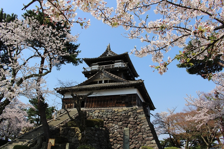 丸岡城と桜